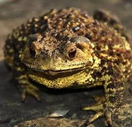 娱乐吃瓜大蛤蟆,揭秘娱乐圈幕后趣闻  第2张